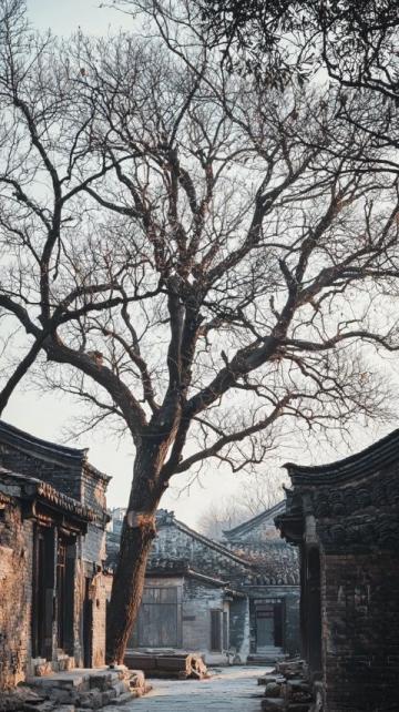 黃河故道上的古桑樹林春節游記