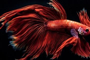 石家莊金毛獅王魚出售批發零售認準誠信商家