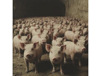 豬肉不香的真實原因與飼料無關(guān)？農(nóng)科院李文娟教授親自證實
