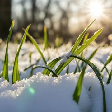 大寒已至:傾聽雪語,靜待春歸,迎接新的一年