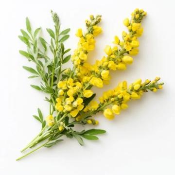 春天的美味：槐花的季節之約