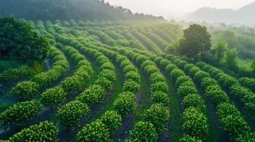 揭秘中國十大著名板栗產區:口感豐富、風味獨特的美味之旅