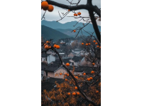 旅行知識分享之中國紅橙之鄉~廉江