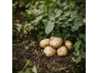 土豆花的深層寓意：堅韌、簡約與豐收的象征