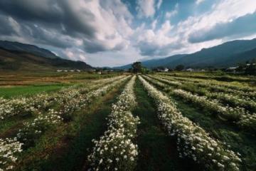 探秘衢州常山白菊花尖登山愛好者的隱秘天堂,手機攝影的絕佳勝地
