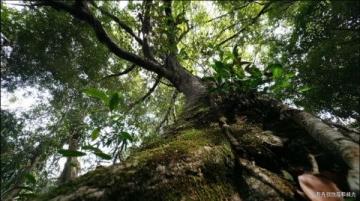 張家界以獨特石英砂巖峰林和秀美風光著稱