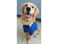 狗狗的幾個冷知識: