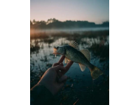 分享特輯：揭秘魚竿“大五”知識點