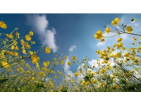 中國最美油菜花海，春游云南必去景點，錯過等一年！