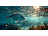 怎樣培育龍魚最佳狀態（龍魚養護攻略）