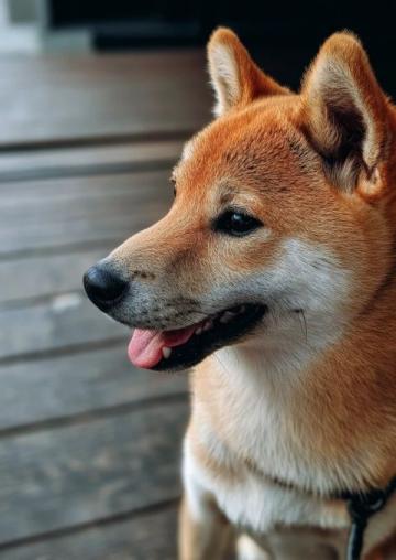 養狗冷知識:狗狗的色覺、嗅覺和地磁場感知能力