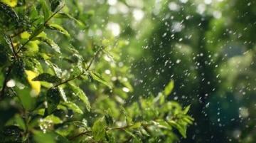 雨聲織春網(wǎng),心靜自生菩提
