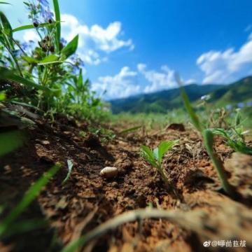 自駕羅平、賞油菜花:一條路、一輛車、無限美景!