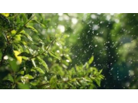 雨聲織春網，心靜自生菩提