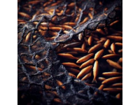 巢湖銀魚：細長透明的鮮美佳肴營養價值高