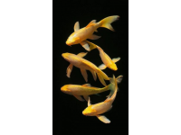 過(guò)年買(mǎi)魚(yú)，精明人專(zhuān)挑這5種！好吃又便宜，老板一看就知是行家