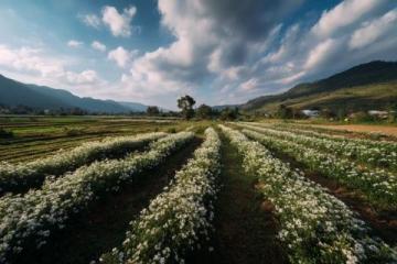 高明茶山徒步線路:尋找鄉(xiāng)間美食和自然風(fēng)景