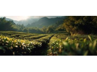 旅居濟州島，離開青島家鄉(xiāng)整半年了，現(xiàn)在最想念的就是那口嶗山綠茶的味道