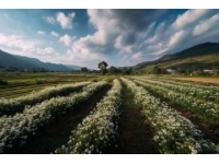高明茶山徒步線路:尋找鄉間美食和自然風景