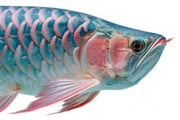 一條七斤重的水庫魚，五人食根本吃不消，售價三十元一斤