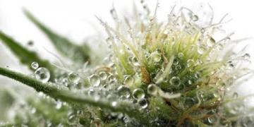 全人培養視閾下常識教育的功能定位與實現路徑探析