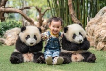 揭秘大熊貓的秘密菜單:不只是竹子!