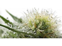 全人培養視閾下常識教育的功能定位與實現路徑探析