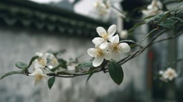 面朝大海春暖花開:湛江深度游,美食美景相伴的香煎帶魚教程