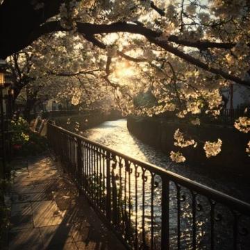 南京橋下長白島桃林春日盛景