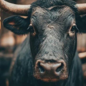 2025年驢肉價格飆升，驢肉火燒比奶茶還貴！背后真相揭秘