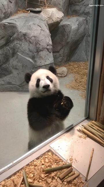 2歲北極看熊，4歲南極看企鵝！這個杭州娃可能創造了世界紀錄！如果有機會