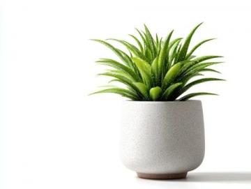 室內(nèi)綠植養(yǎng)護(hù)攻略：揭秘滴水觀音的五大護(hù)理技巧