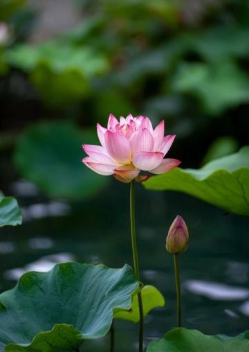 廣東老板創(chuàng)新魚塘經(jīng)營策略:從單一產(chǎn)品到多樣化服務(wù)的成功轉(zhuǎn)型