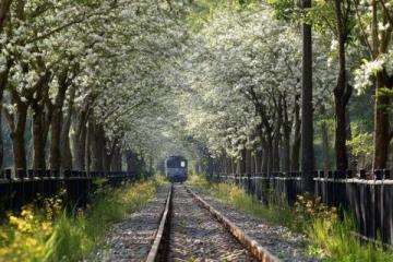 兩日游路線:武大櫻花+東湖綠道,這樣玩不繞路!