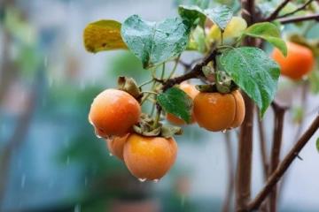 廣西大學生李帥入贅桂林，種植甜脆柿子，日賺500多元