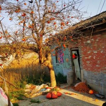 周口農村：春節前軍叔跟風種蘑菇村民：他們家常年的生意