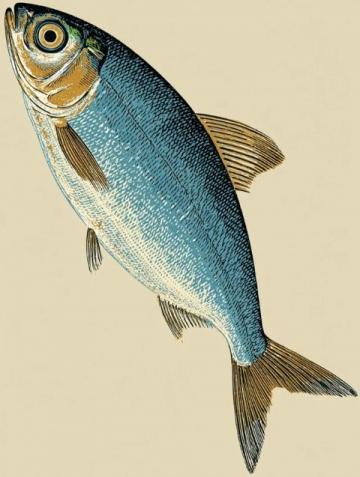 一直以來,家里老人最喜歡的海魚當屬黃翅魚,有野生,有養殖,價格不一樣