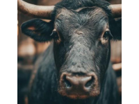 2025年驢肉價格飆升，驢肉火燒比奶茶還貴！背后真相揭秘
