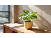 室內(nèi)綠植養(yǎng)護(hù)攻略：揭秘滴水觀音的五大護(hù)理技巧