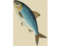 一直以來，家里老人最喜歡的海魚當屬黃翅魚,有野生，有養殖，價格不一樣