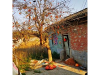 周口農(nóng)村：春節(jié)前軍叔跟風種蘑菇村民：他們家常年的生意