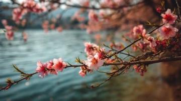 西湖C位梅花季：孤山探梅之旅（2.22-3.5）