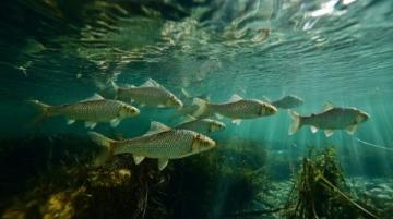 野生黃翅魚:近海經濟價值高,蔡瀾稱其為“世界最美味