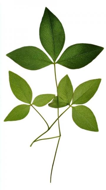 番薯葉怎么做好吃又香(番薯葉怎么做好吃？加上一把大蒜，掌握3步)