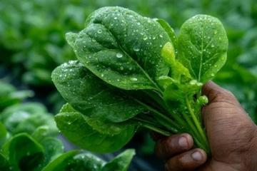 科學施肥，享受綠色種植，提升蔬菜品質