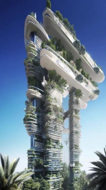 澳洲日志:水培九層塔綻放花朵の生命之美