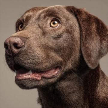 如何有效護理拉布拉多犬的牙齒健康?