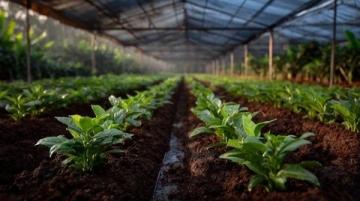 五畝黑椒豐收上市首日僅售一半，天然種植健康安全受期待