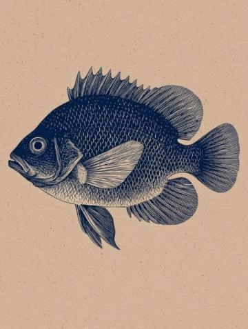 一直以來,家里老人最喜歡的海魚當屬黃翅魚,有野生,有養殖,價格不一樣