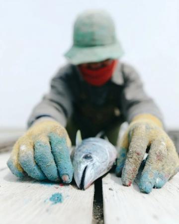 阜陽河道刀魚泛濫村民狂撈背后是生態(tài)改善信號?